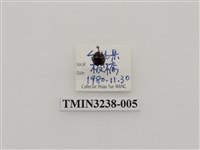 藏品(六斑月瓢蟲)的圖片